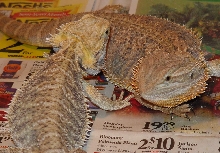 PeeWee and Huge