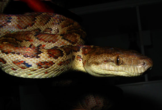 Epicrates Striatus
