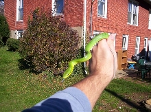 red tail green rat