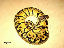 0.1 pastel