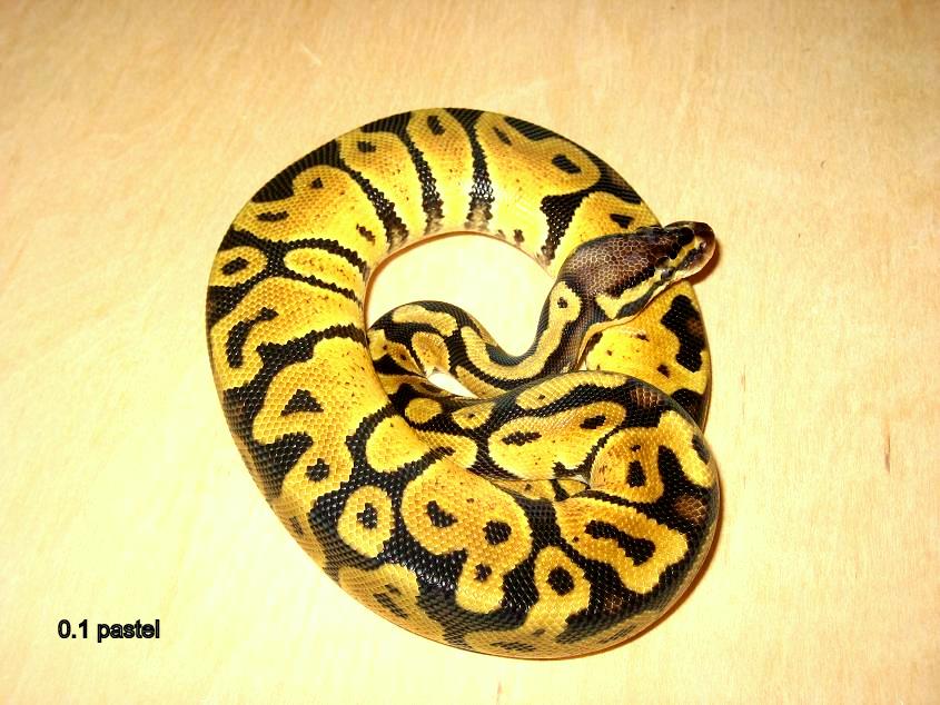 0.1 pastel