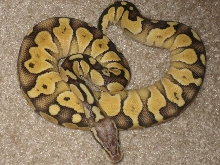 0.1 lesser pastel