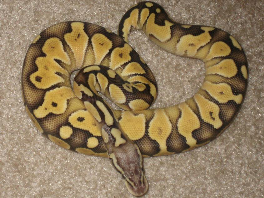 0.1 lesser pastel