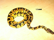 1.0 pastel