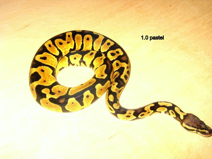 1.0 pastel