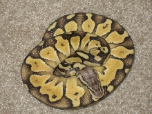 0.1 lesser pastel