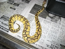 0.1 lesser pastel