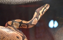 Athena