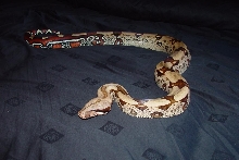 01 guyana laddertail female B