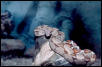 B.c. imperator