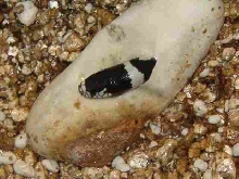 lampropeltis leaving egg
