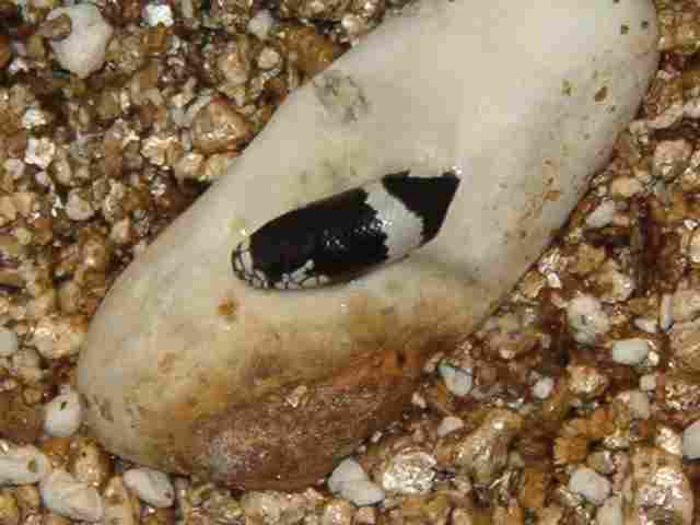 lampropeltis leaving egg