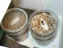 Lampropeltis Eggs and Incubator