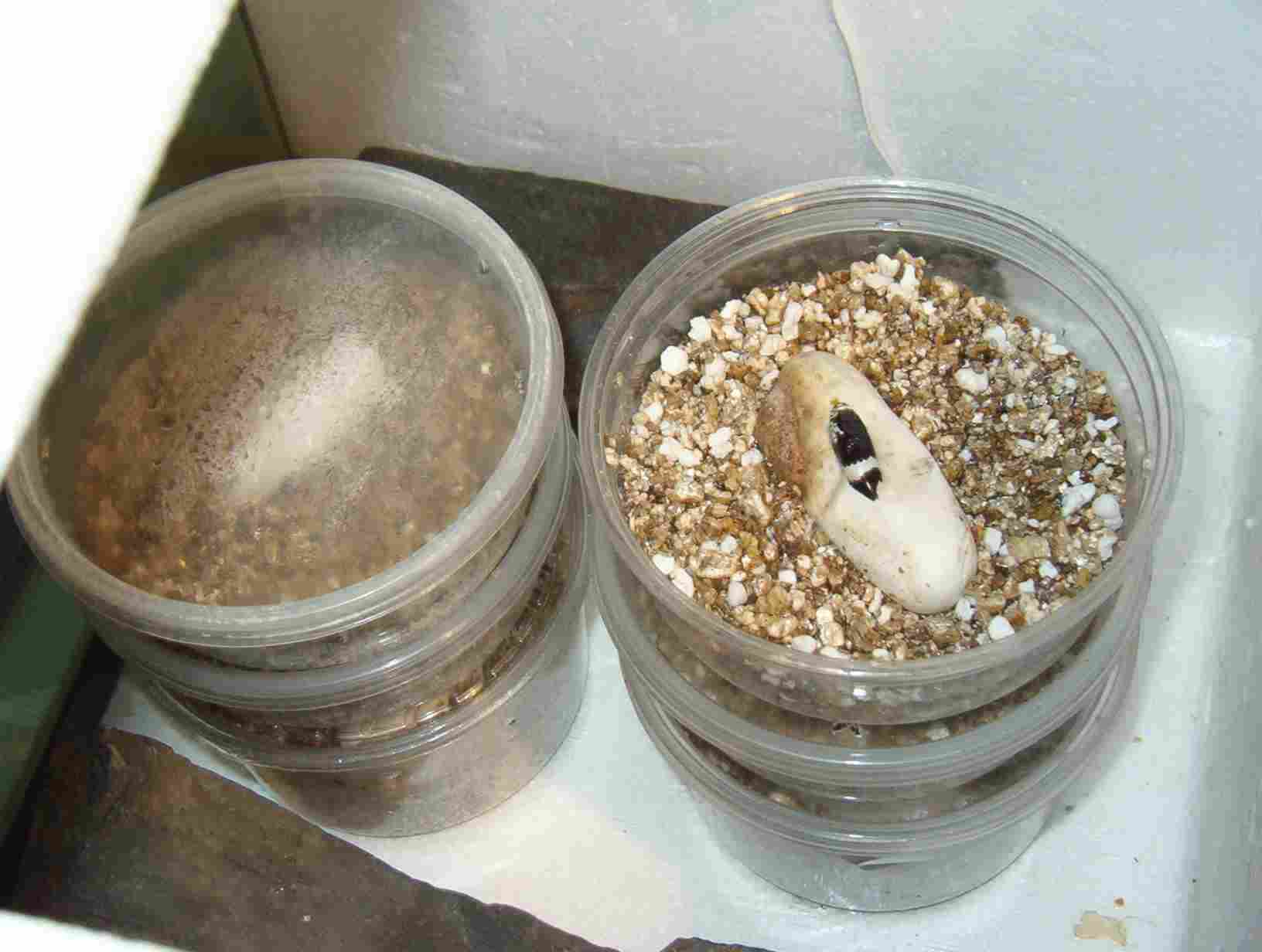 Lampropeltis Eggs and Incubator