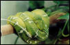 Male Surinam Emerald Tree Boa