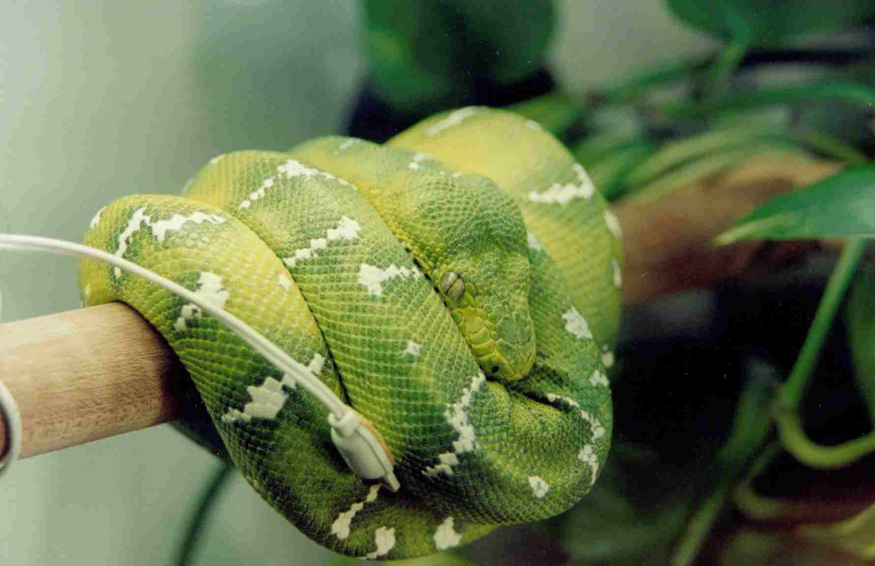 Male Surinam Emerald Tree Boa
