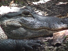 close-up gator