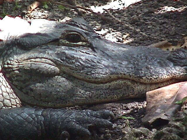 close-up gator