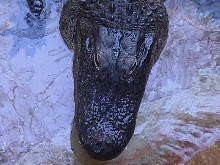 above gator