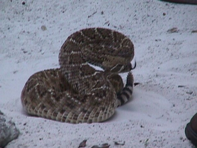 nasty diamondback