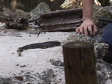 cottonmouth and hand