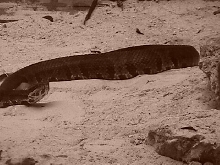 cottonmouth in pit