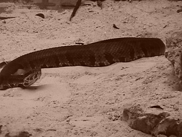 cottonmouth in pit
