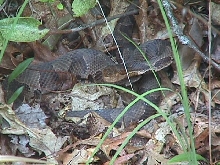 Not so happy Copperhead