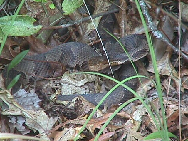 Not so happy Copperhead