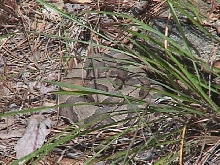 Hidden Copperhead