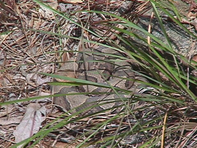 Hidden Copperhead