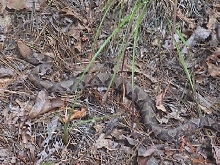 Copperhead on the run