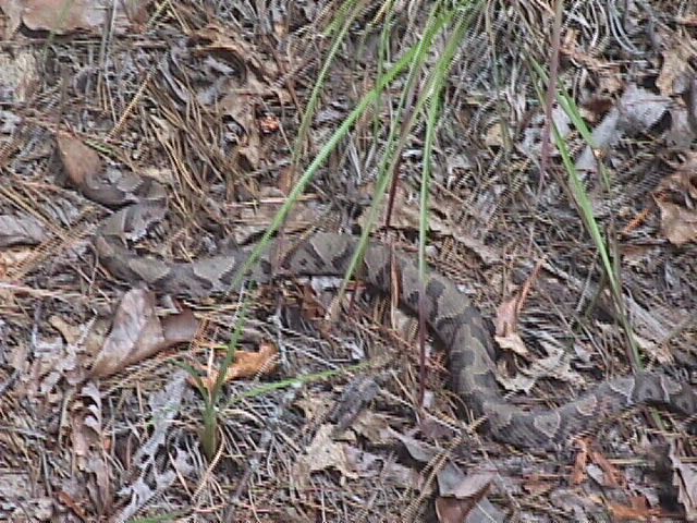 Copperhead on the run