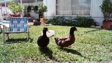 Insect control team !
