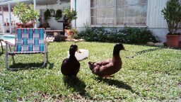 Insect control team !