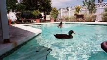 ducks pool side