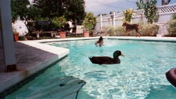 ducks pool side