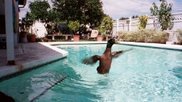 Pool side