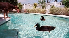 Drakes enjoying pool