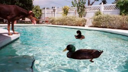 Drakes enjoying pool