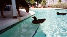 It's a dog