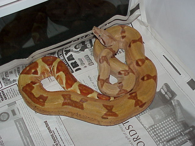 Pastel Hypo