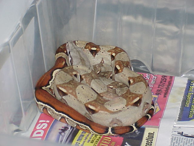PASTEL FROM THIS YEAR