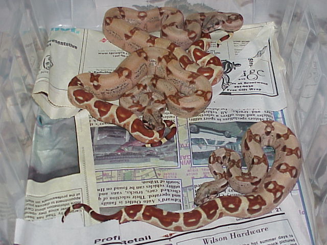 Harlequin Orangetails
