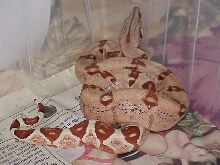 Harlequin Orangetail