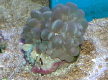 Saltwater - Austin Aquariums
