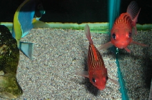 Saltwater Photos