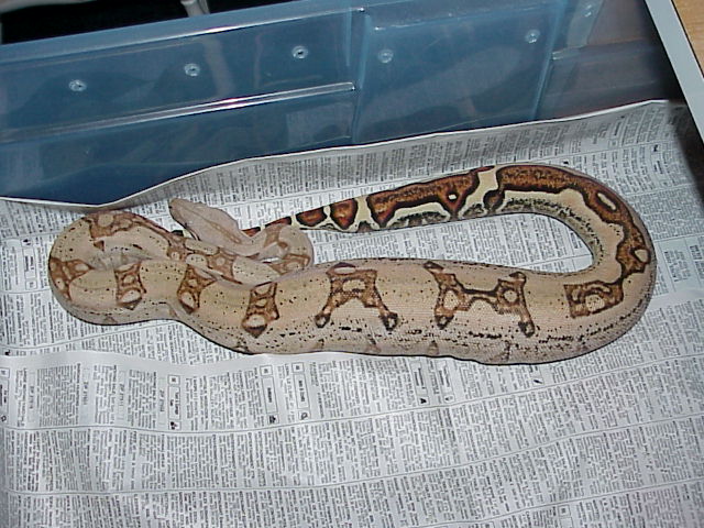 female