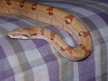 pastel hypo female