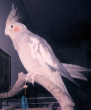 Kiwi